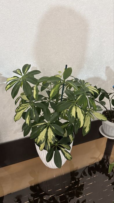 Продается домащние цветы