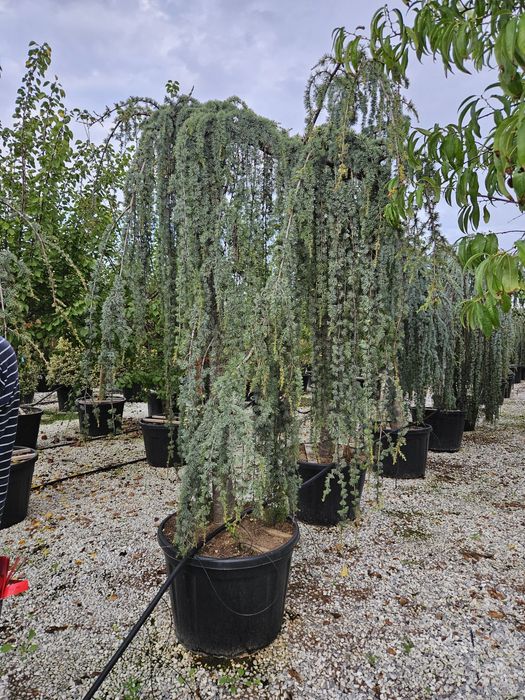 Cedru pendular [transportul este gratuit]