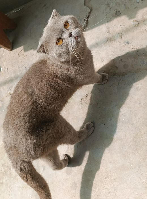 вислоухий кот в добрые руки