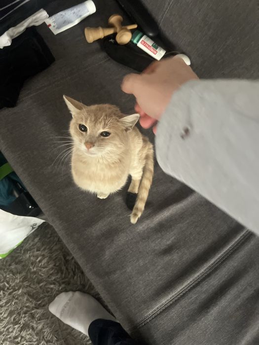 Adoptie pisica speciala