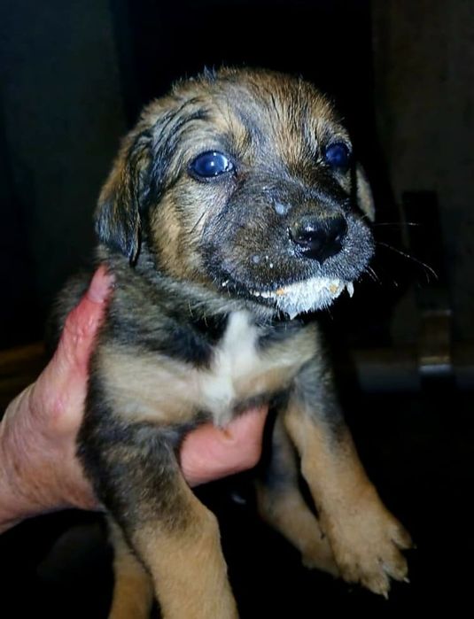 Ласковые щенята (1 месяц)