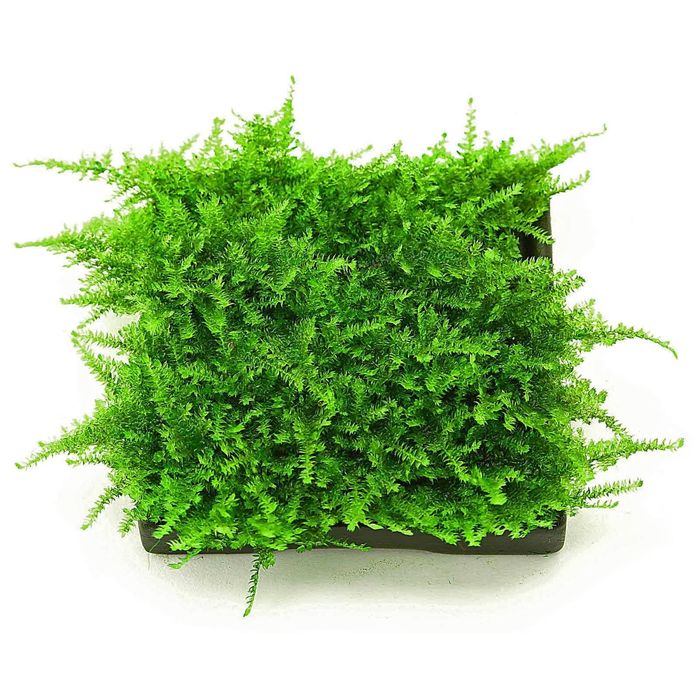 Christmas Moss pe plasă inox 8x8 cm – pentru acvariu / aquascaping