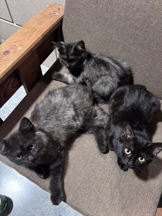 отдам котят в добрые руки