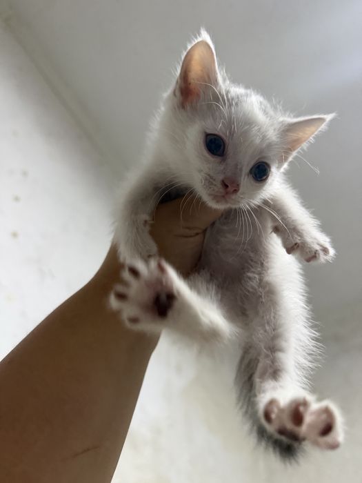 Отдам даром котят
