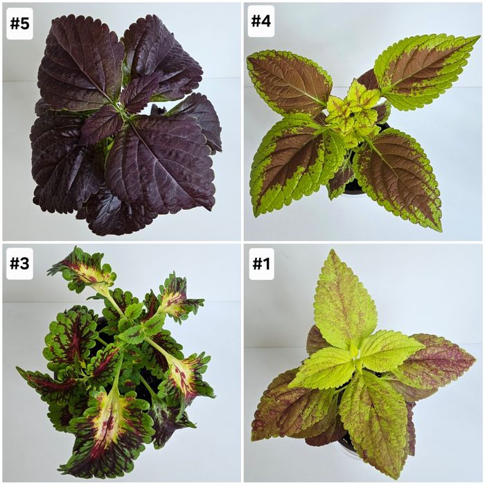 Цветы и растения