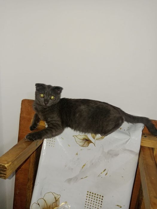 Кошка бесплатно, тегін мысық