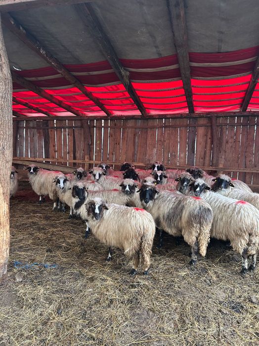 Disponibile 20 bucăți