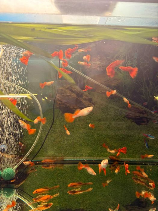 Guppy Albino Full Red 25 ron buc (sau mai ieftin angro)