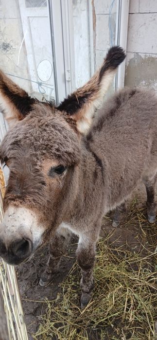Lapte de măgăriță