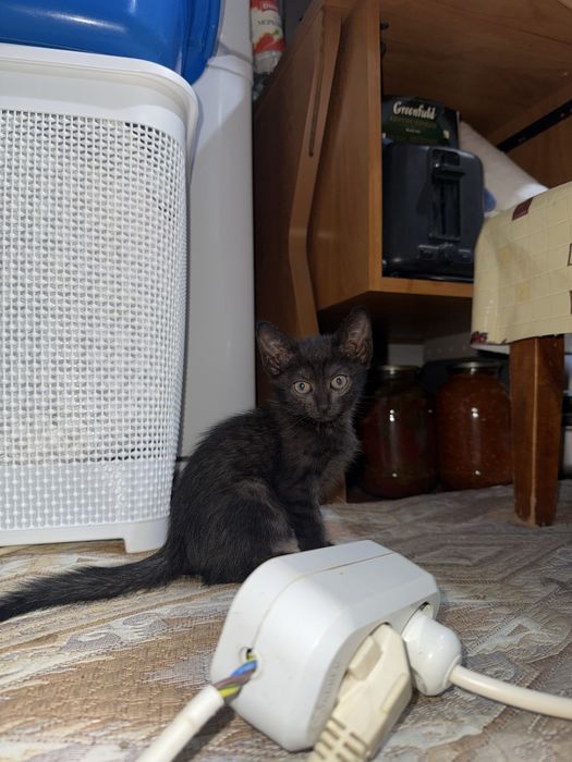 игривые котята 3 месяца