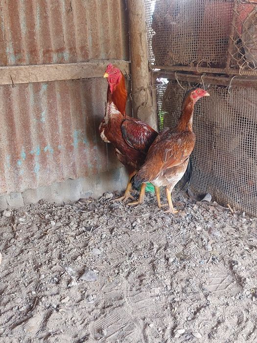 Дакан сатылады срочно