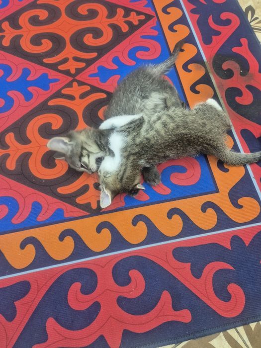 Марғаулар котята