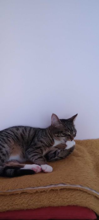 Котенца на 7 месеца търсят дом.