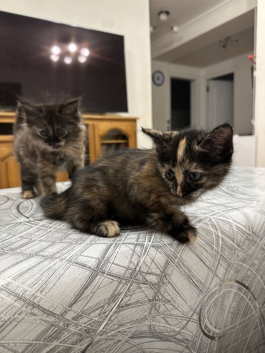 Продаются пушистые котята