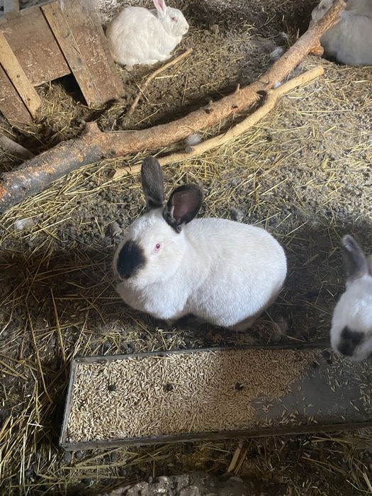 Кролики самцы и самки