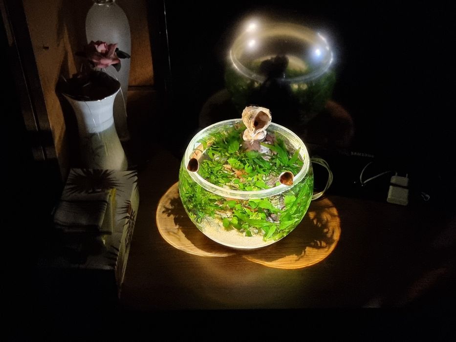 Bol cu filtru,fumina,plante,pesti