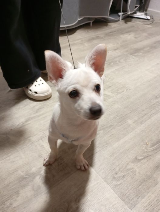 Продам щенка породы чихуахуа (кабель)