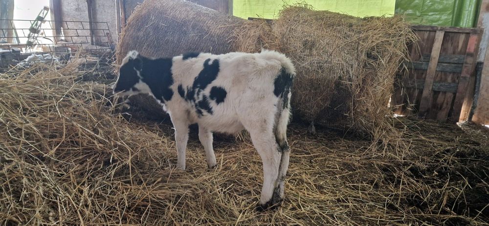 Vând tauras holstein