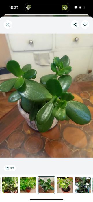 Домашние красивые  растения