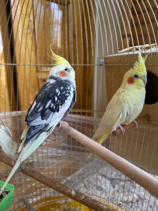 karella popugay sotiladi kletkasi bilan tayyor para