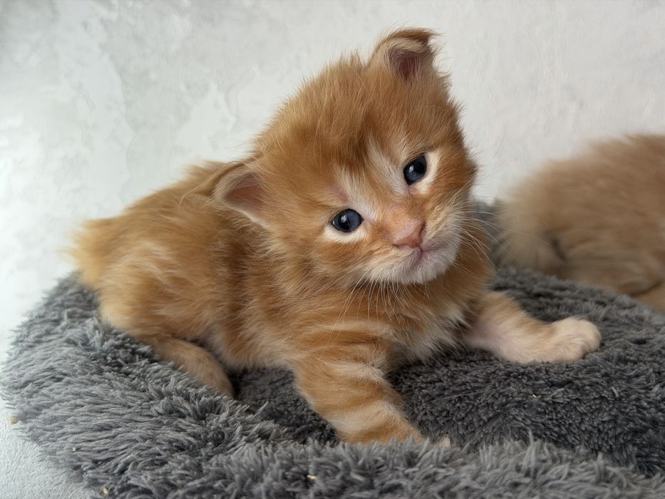 Мейн кун котята резерв