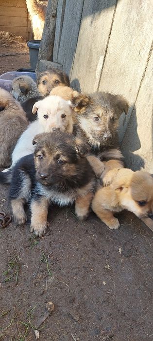 Donez căței metis talie mica