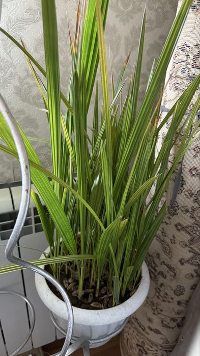 Комнатные растения (недорого)