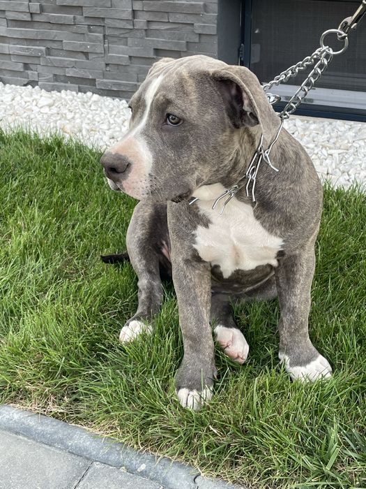 American Bully, femela 4 luni