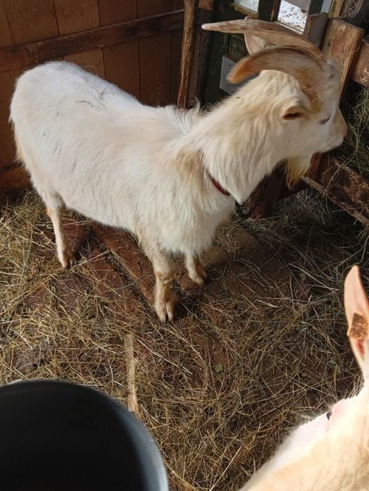 Vând țap sannen în vârstă de 1 an