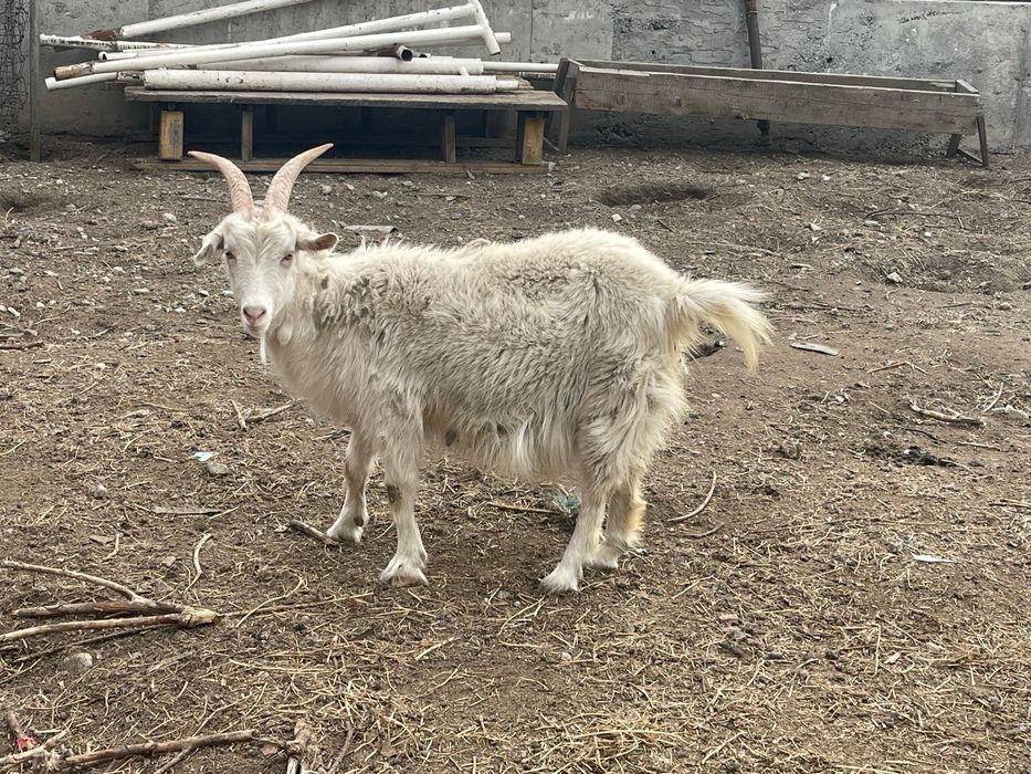 Срочно продам козу с козленком!