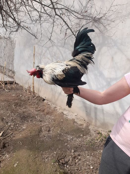 Продаются японские петухи