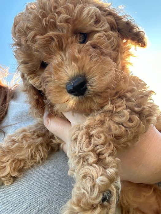 Пудел мини женско априкот(праскова )