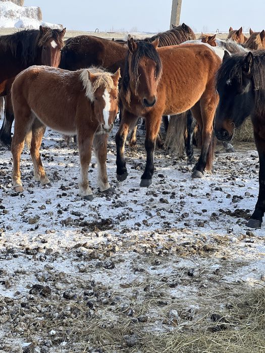 Продам байталку