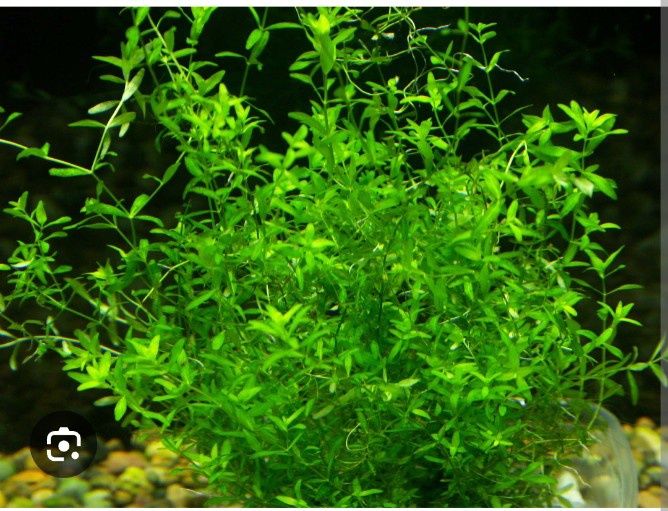 Растения для аквариума