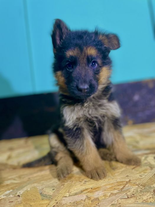 Немски Овчарки Родословни Родители