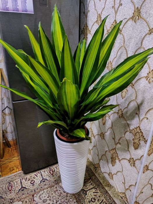 Комнатные растения. Доставка есть