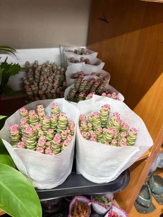 Растения недорогие