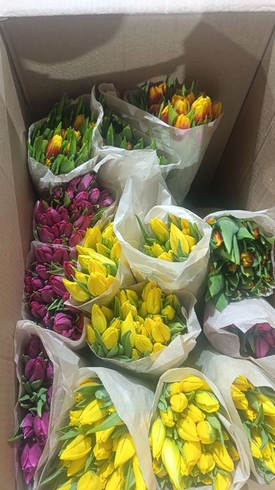 Продам оптом тюльпаны