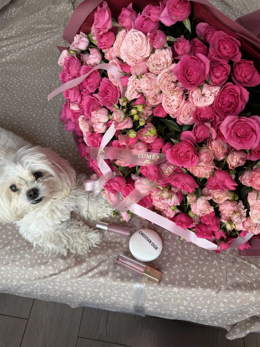 Собачка породы мальтипу