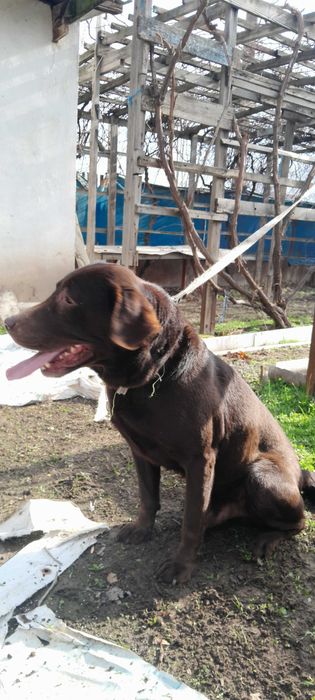 Лабрадор 7 месяцев кобель Лабрадор 7 ойлик угил бола