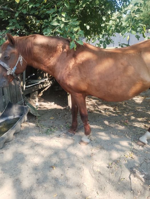 Iapa de vanzare și căruță