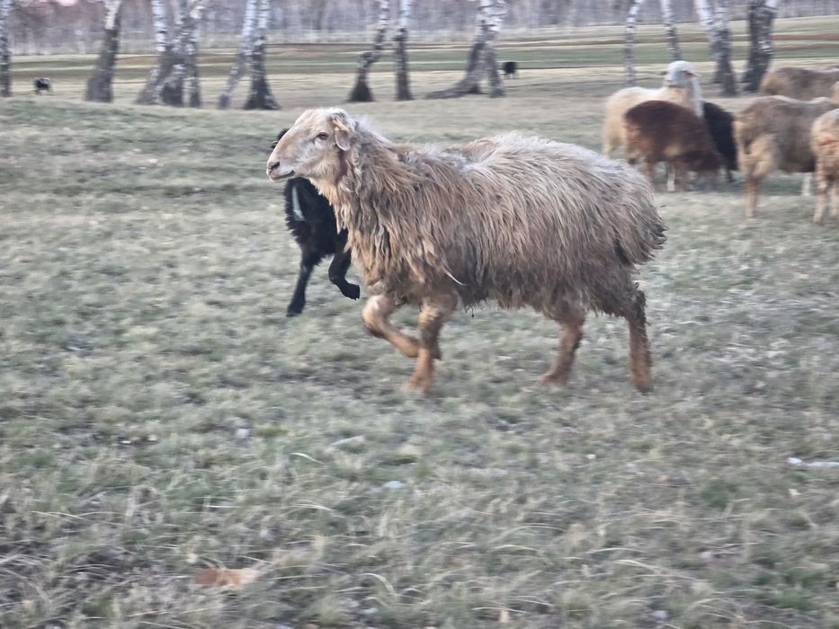 Продам кошкара племенного