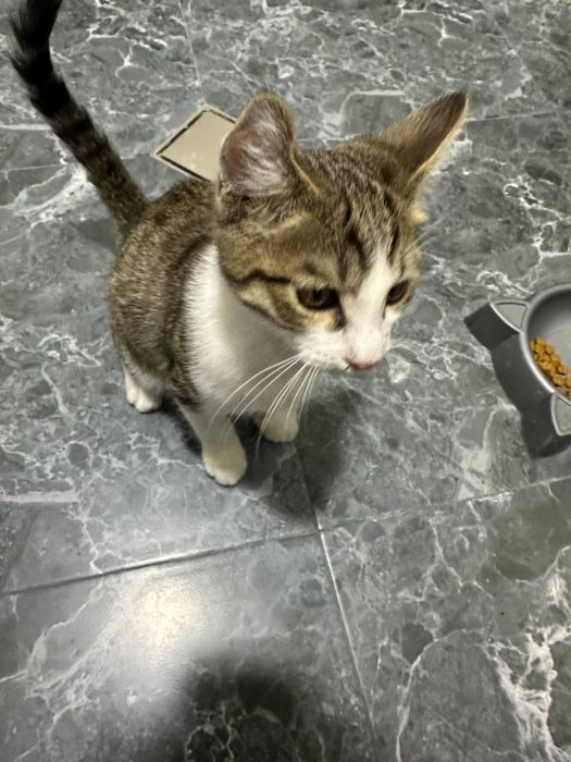 Умная домашняя кошка