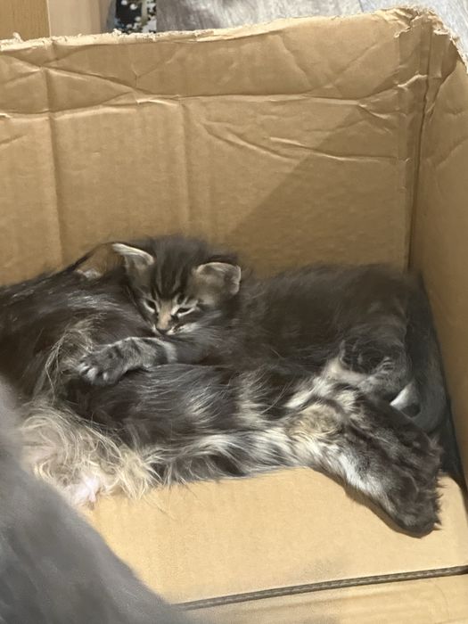 Котята Мейн -кун