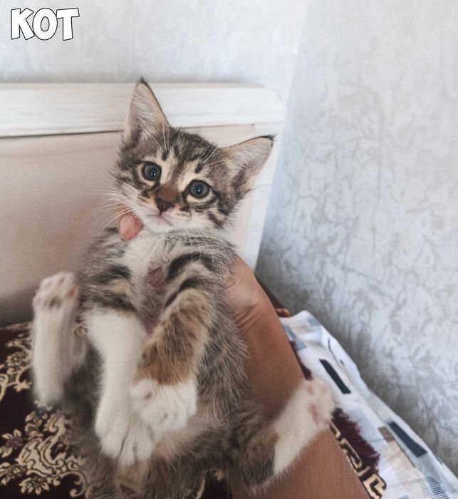 ПРОДАЕМ КОТЯТА (2 месяца) (Отдаем в надежные руки)