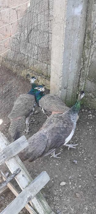 Мъжки индийски пауни на 7 месеца