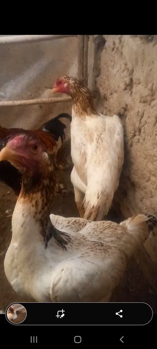 Яхши  дакан зотлардан  тухум  бор дастафка бор хамма  жойга