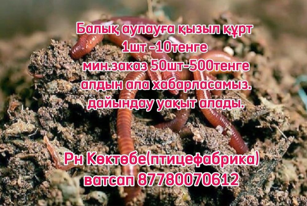 Черви калифорнийский