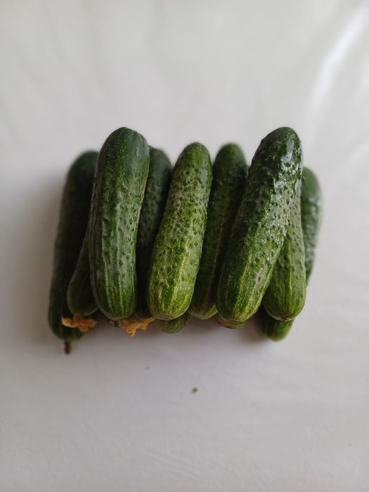 Огурцы домашние продам
