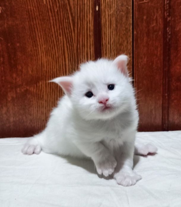 Котята породы Мейн Кун